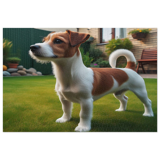 Jack Russell Terrier